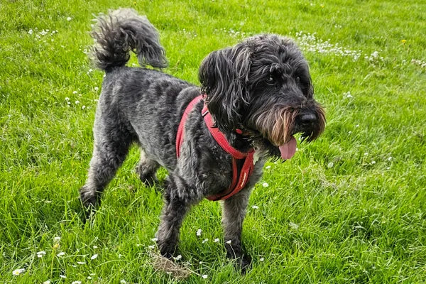 Schnoodle Breed Guide