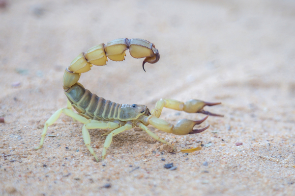 Scorpion Care Guide