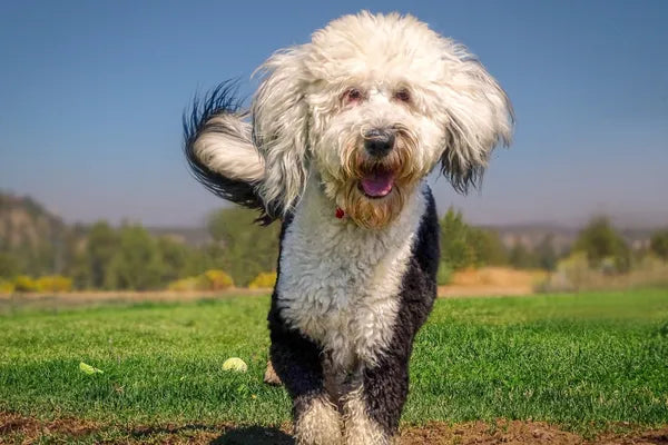 Sheepadoodle Breed Guide