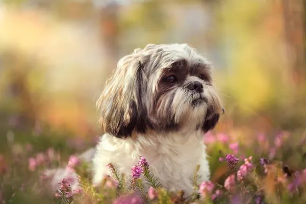 Shih Tzu Breed Guide