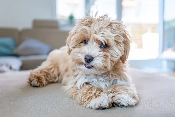 Shmoodle Breed Guide