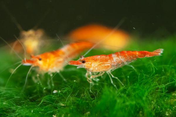 Freshwater Shrimp Care Guide