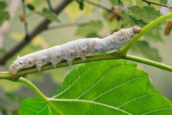 Silkworm Care Guide