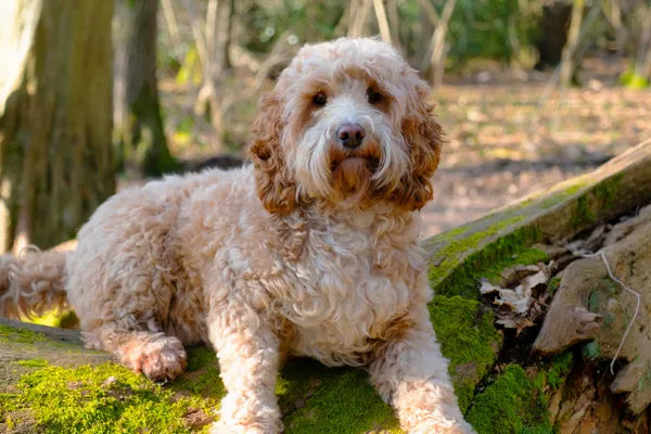 Spoodle Breed Guide