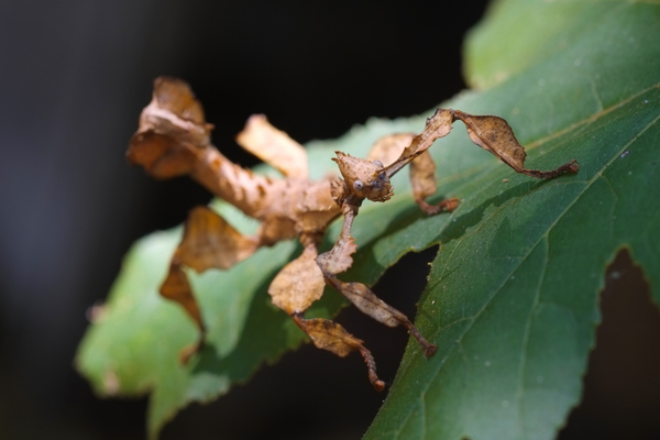 Stick and Leaf Insect Care Guide