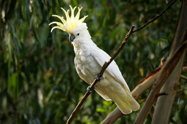 Sulphur-crested Cockatoo Care Guide