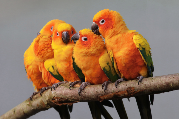 Sun Conure Care Guide