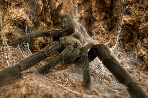 Australian Tarantula & Bird-Eating Spider Care Guide