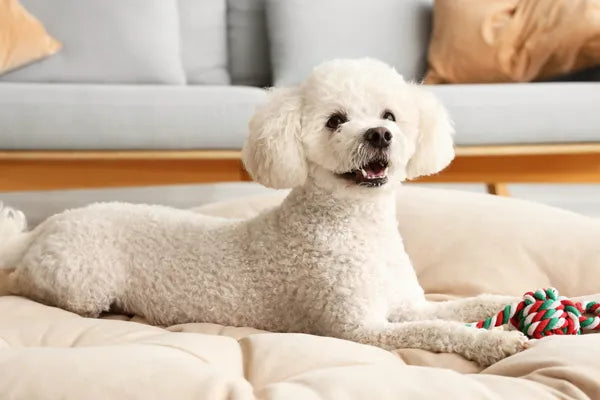 Toy Poodle Breed Guide