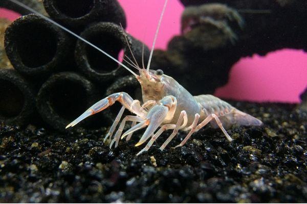 Yabby Care Guide