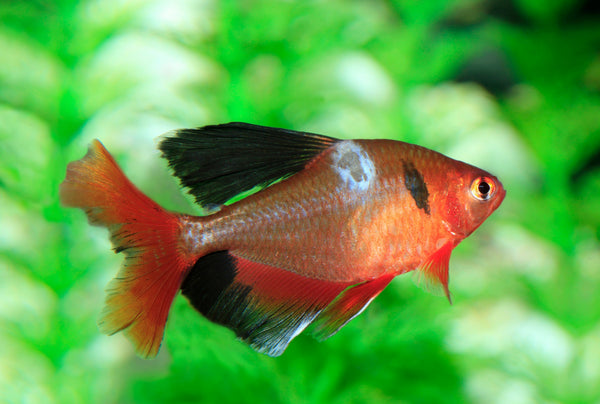 How do I know if my fish are sick?