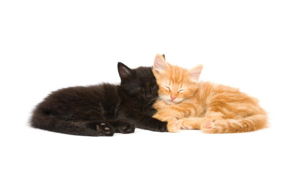 How to introduce a new cat.