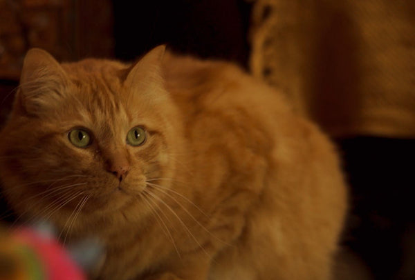 How to Keep your Cat Happy and Stimulated! 