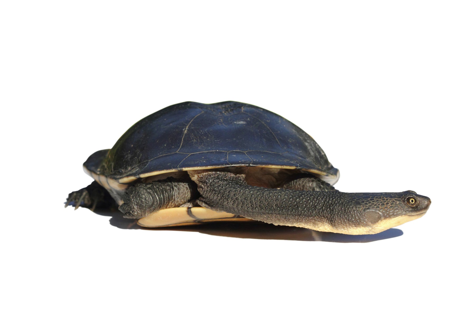 Ten Turtle Facts You May Not Know