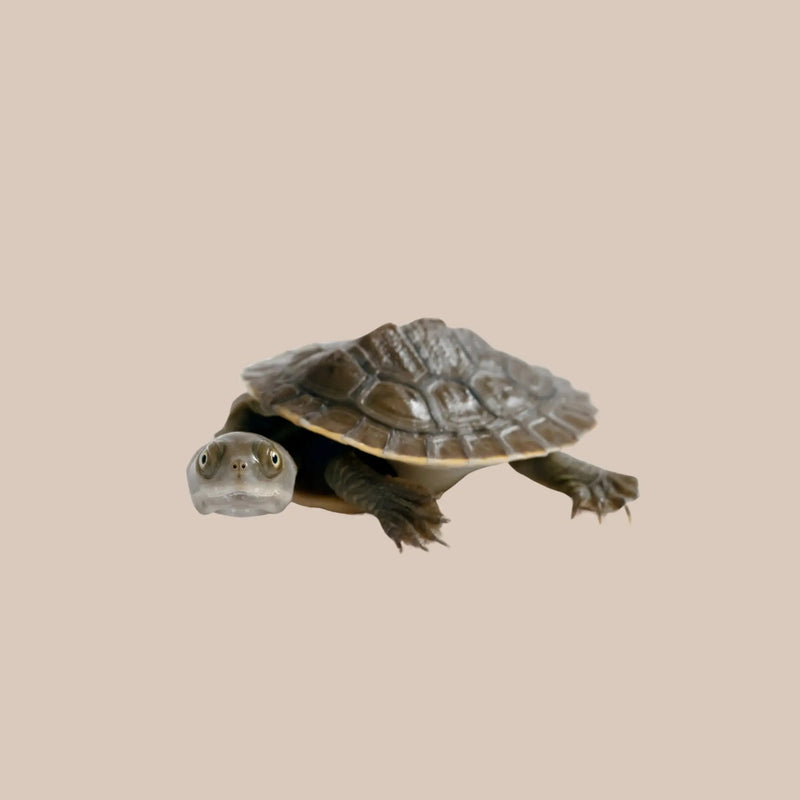 Turtles as Pets in Australia