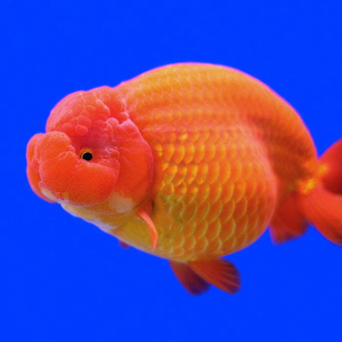 How to choose a Japanese Ranchu Goldfish