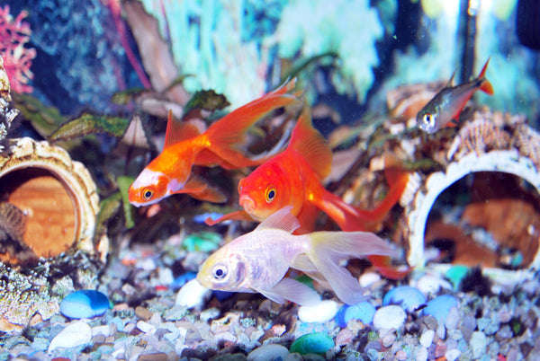 What are signs of a healthy fish?