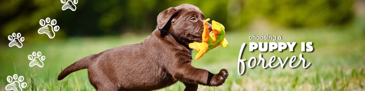 What to look for when buying a puppy - Kellyville Pets