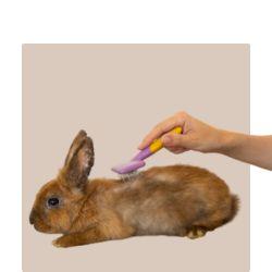 Small-Animal-Health-and-Grooming Kellyville Pets