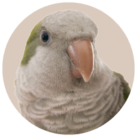 All Bird Products - Kellyville Pets