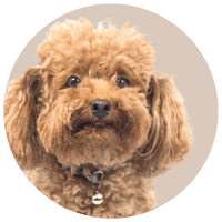 All Dog Products - Kellyville Pets