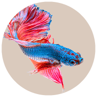 All Fish Products - Kellyville Pets