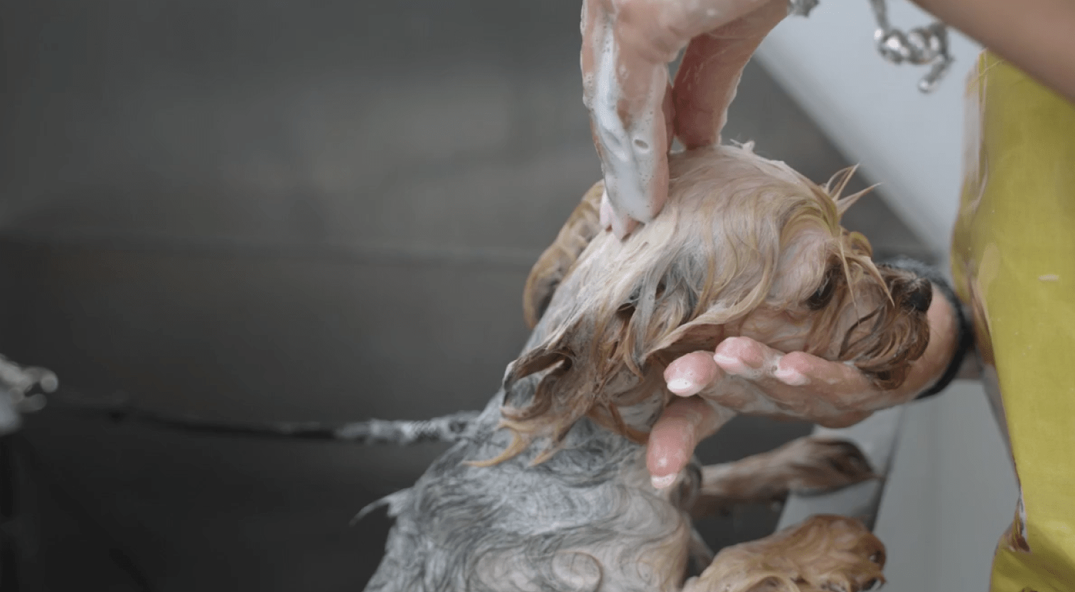 All Services - Kellyville Pets