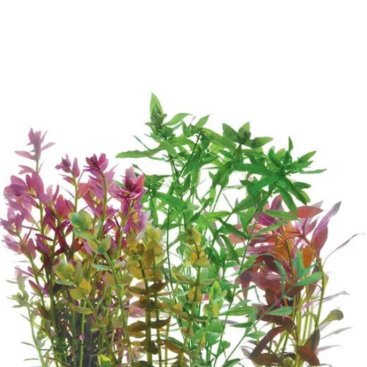 Aquarium Live Plants - Kellyville Pets