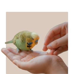 Bird Treats - Kellyville Pets