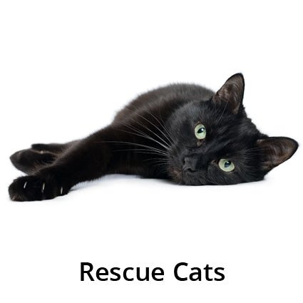 Cats For Adoption - Kellyville Pets