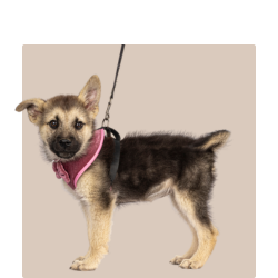 Dog Collars, Leads & Harnesses - Kellyville Pets