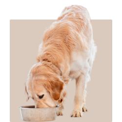 Dog Food - Kellyville Pets