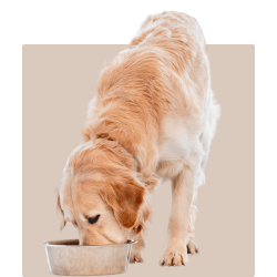 Dog Food Sale - Kellyville Pets