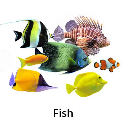 Fish For Sale Sydney NSW - Kellyville Pets