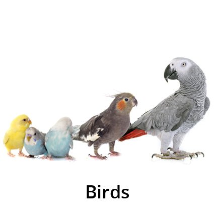 Hand Raised Birds For Sale - Kellyville Pets