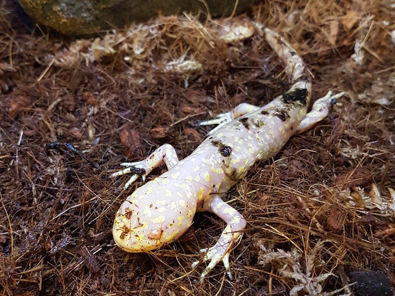 LSREPT Amphibians For Sale | Sydney NSW - Kellyville Pets