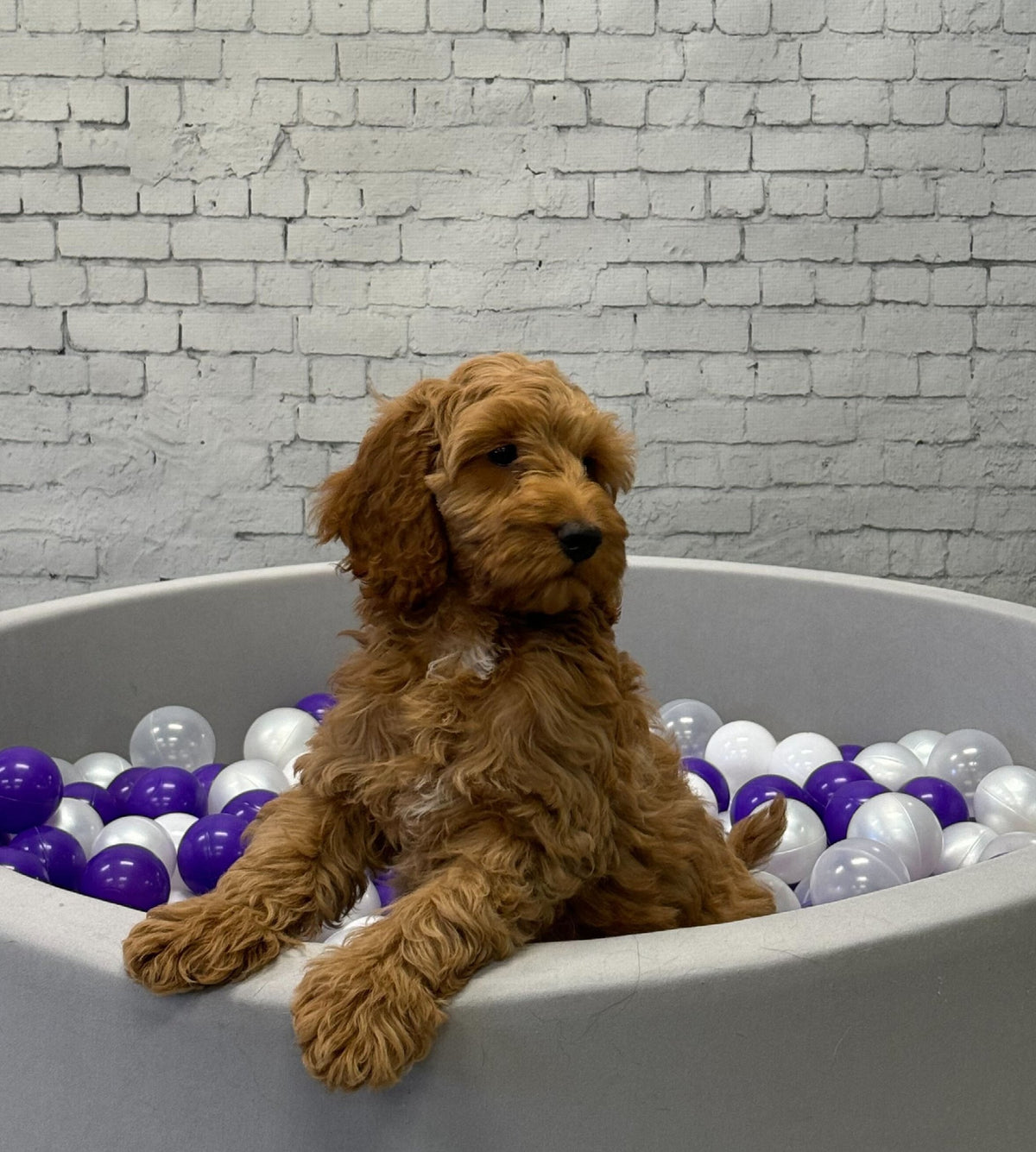 Puppies for sale at Kellyville Pets Sydney | Cavoodles & Dachshunds.
