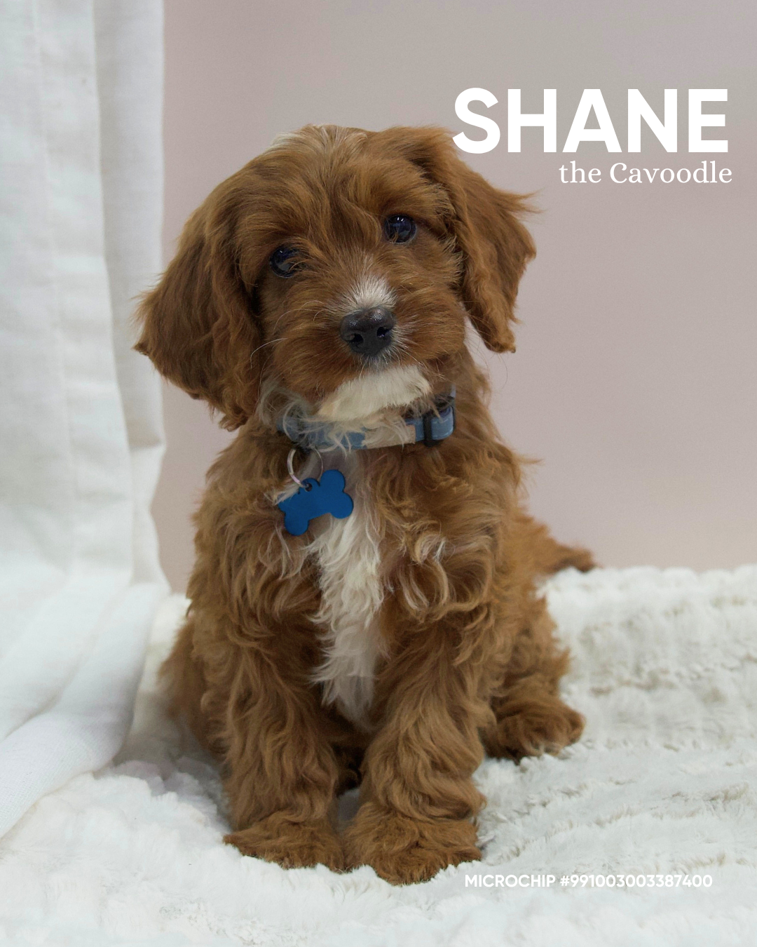 Shane