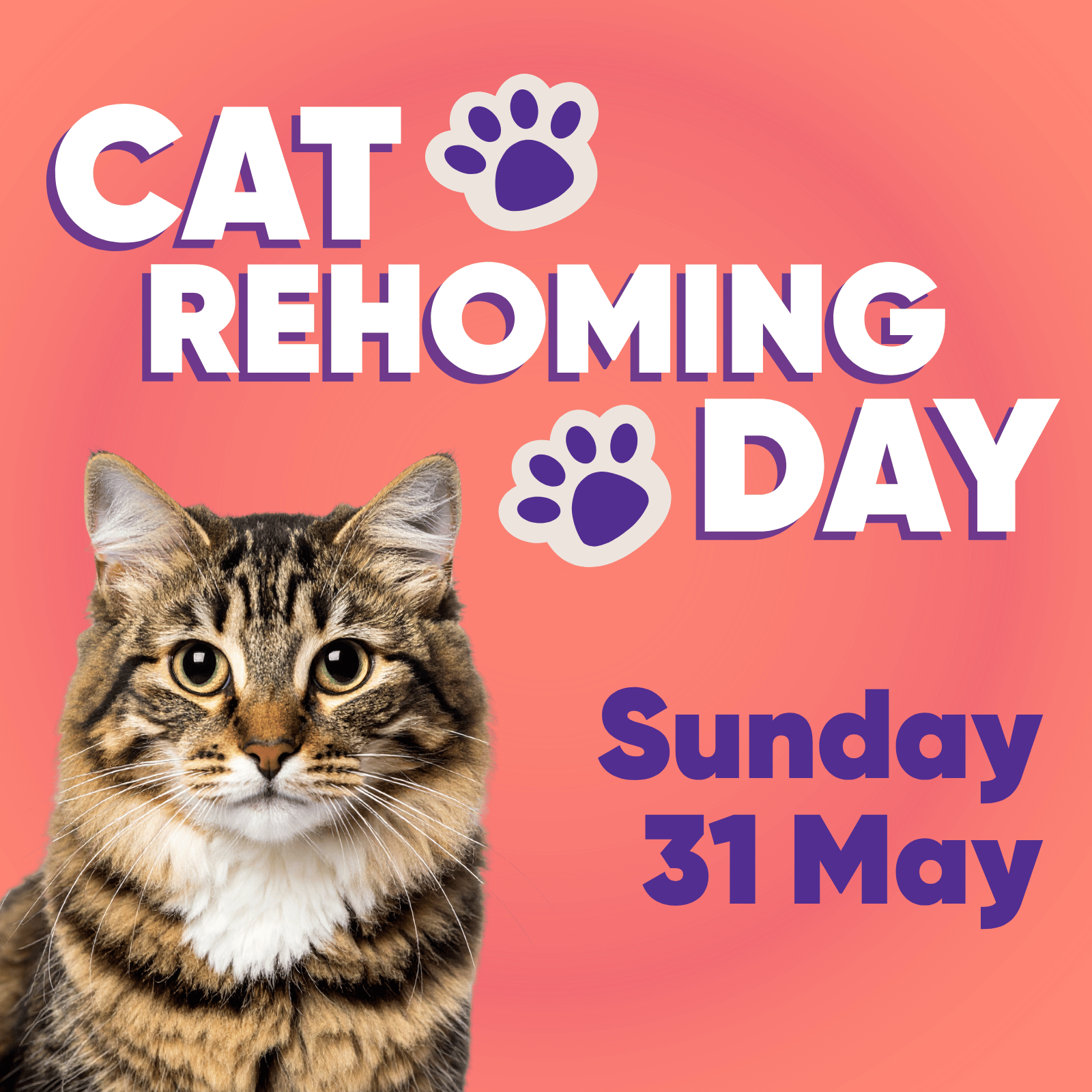 Rescue Cat Rehoming Day May 31st 2026