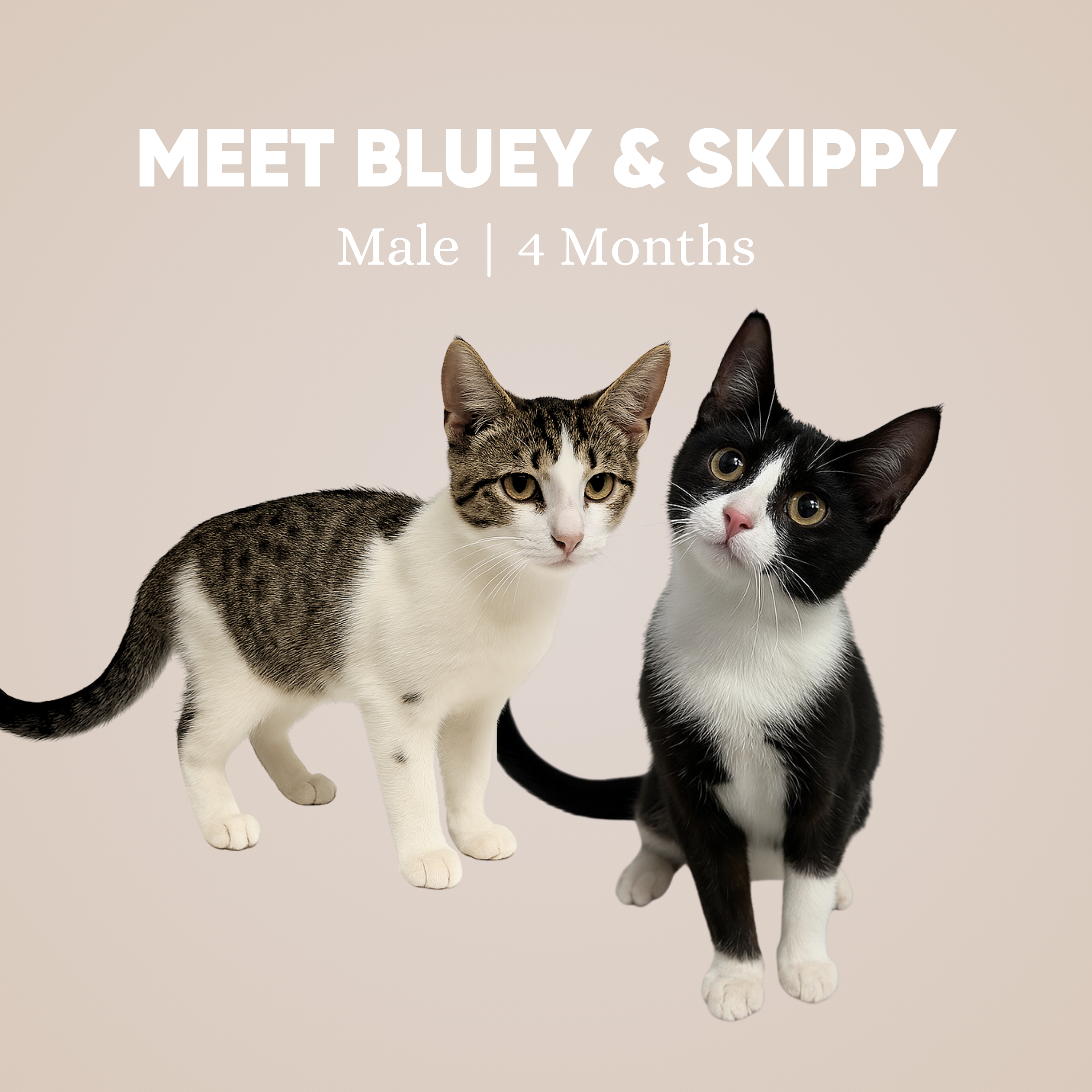 Bluey & Skippy
