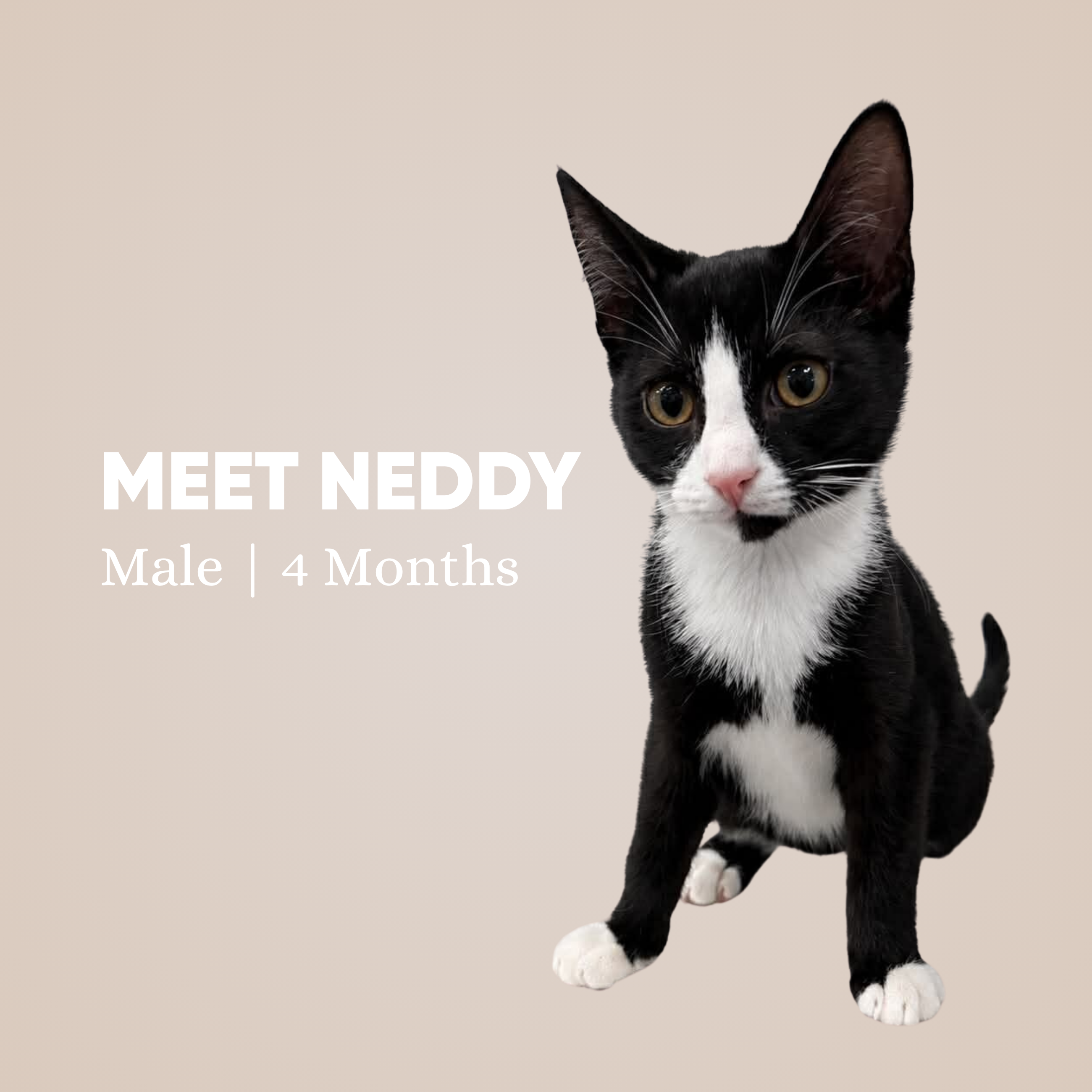 Neddy