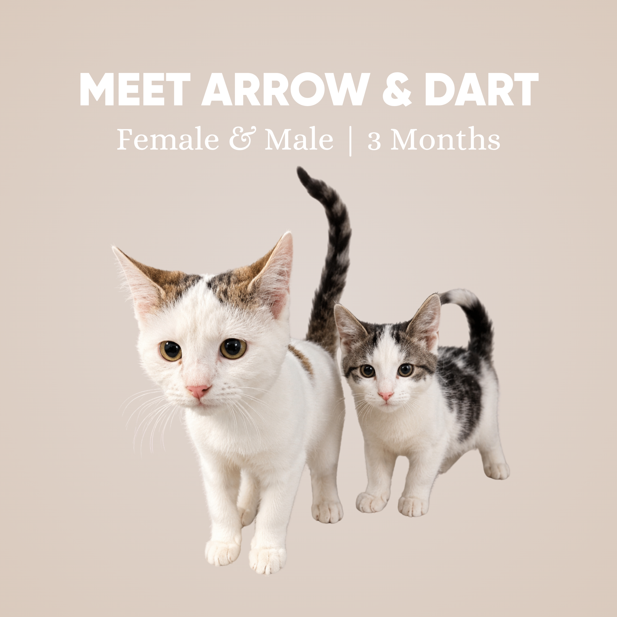 Arrow & Dart