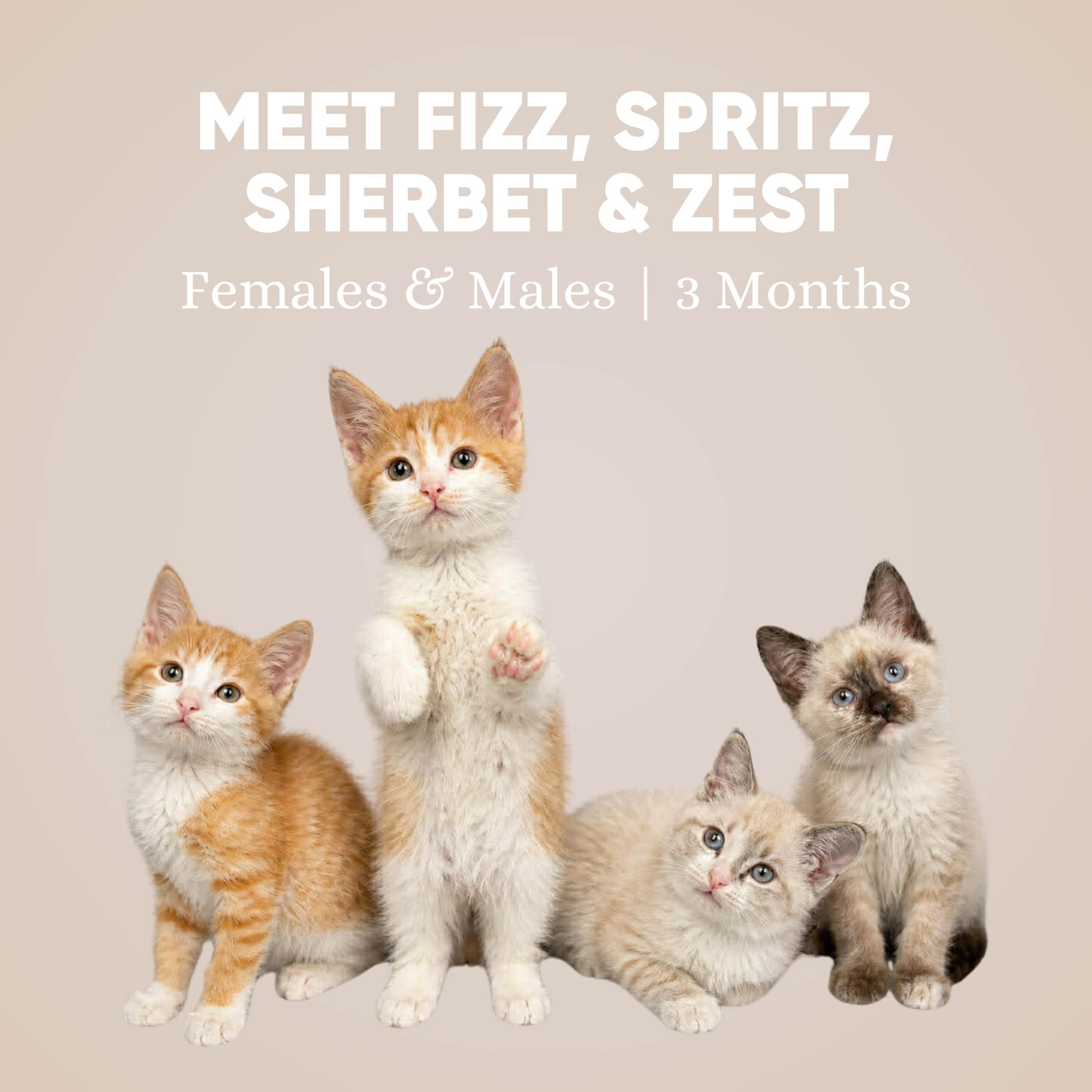 Fizz, Spritz, Sherbet & Zest