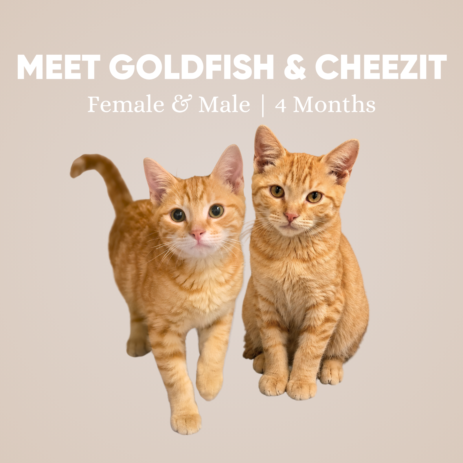 Goldfish & Cheezit