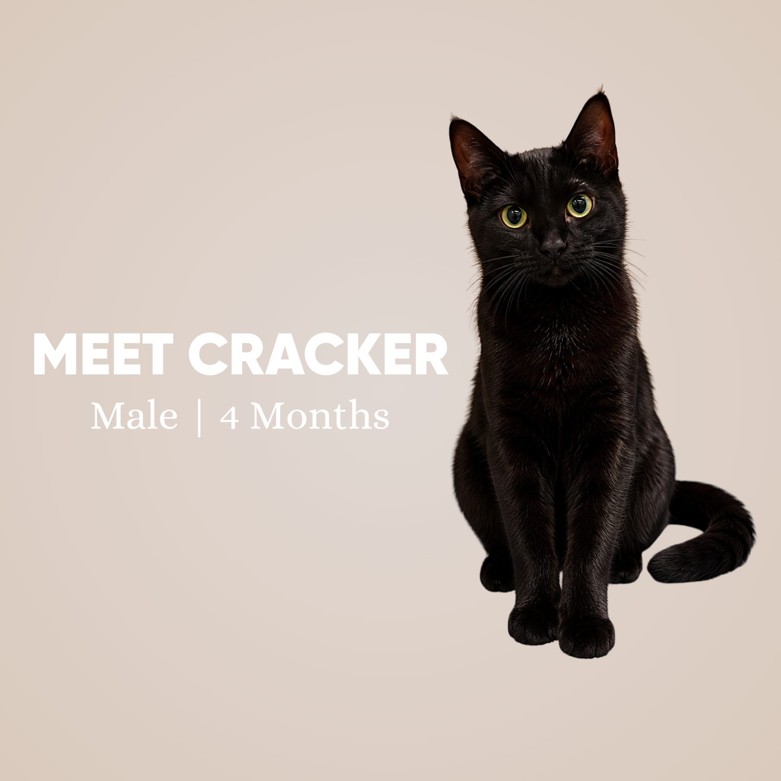 Cracker