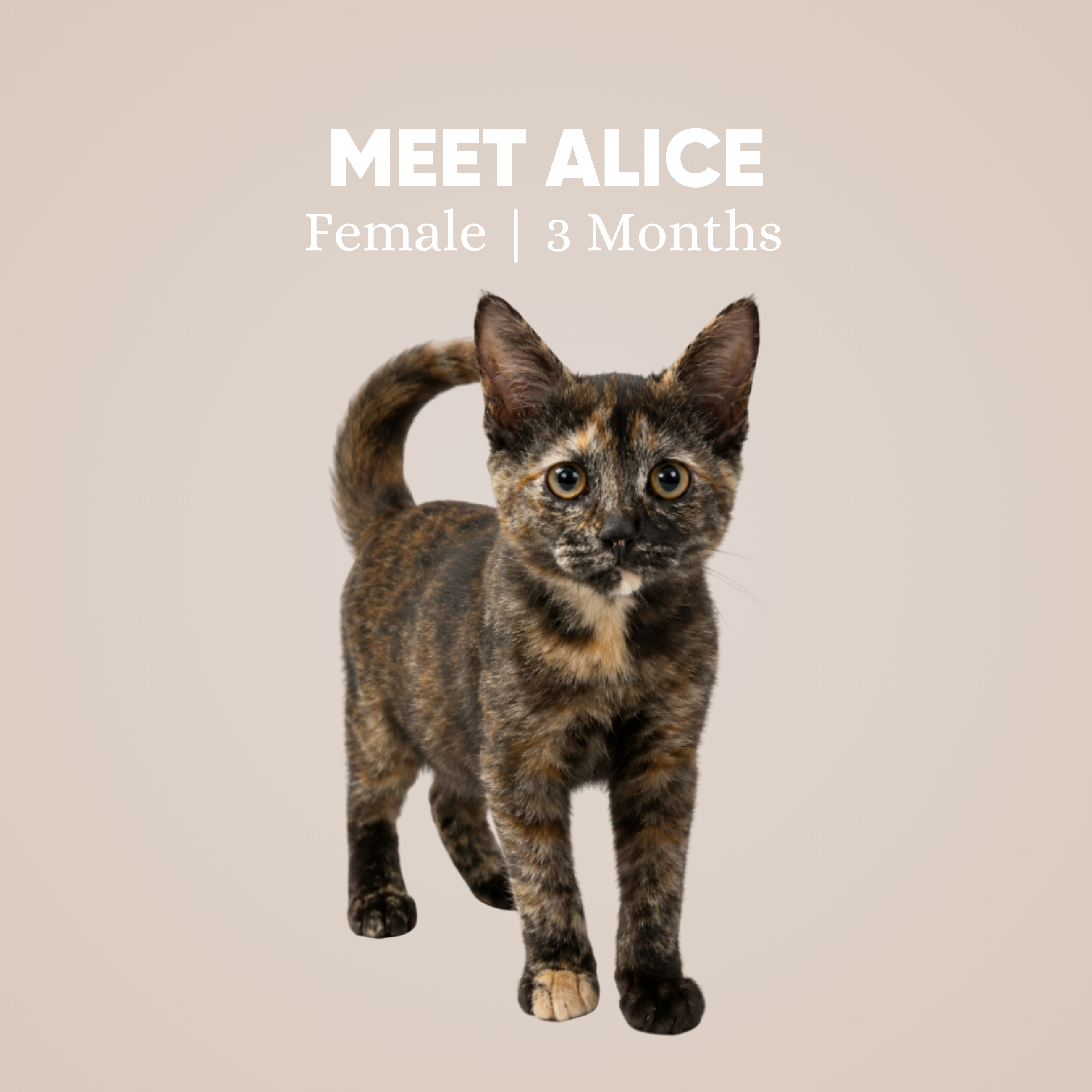 Alice