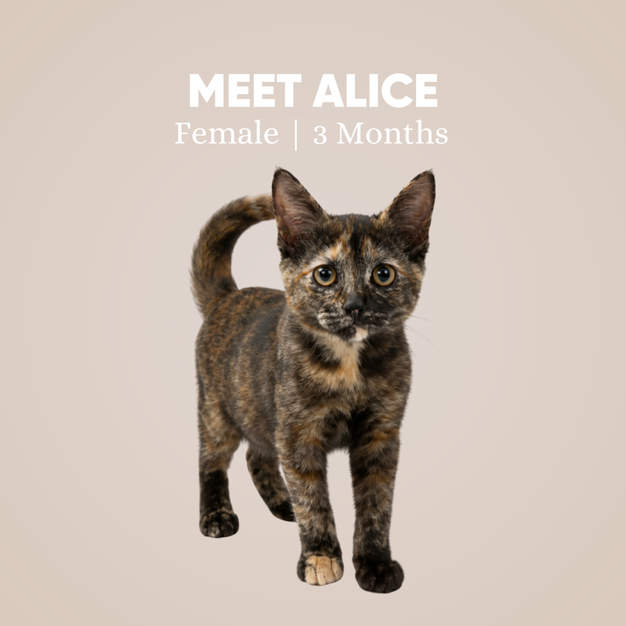 Alice
