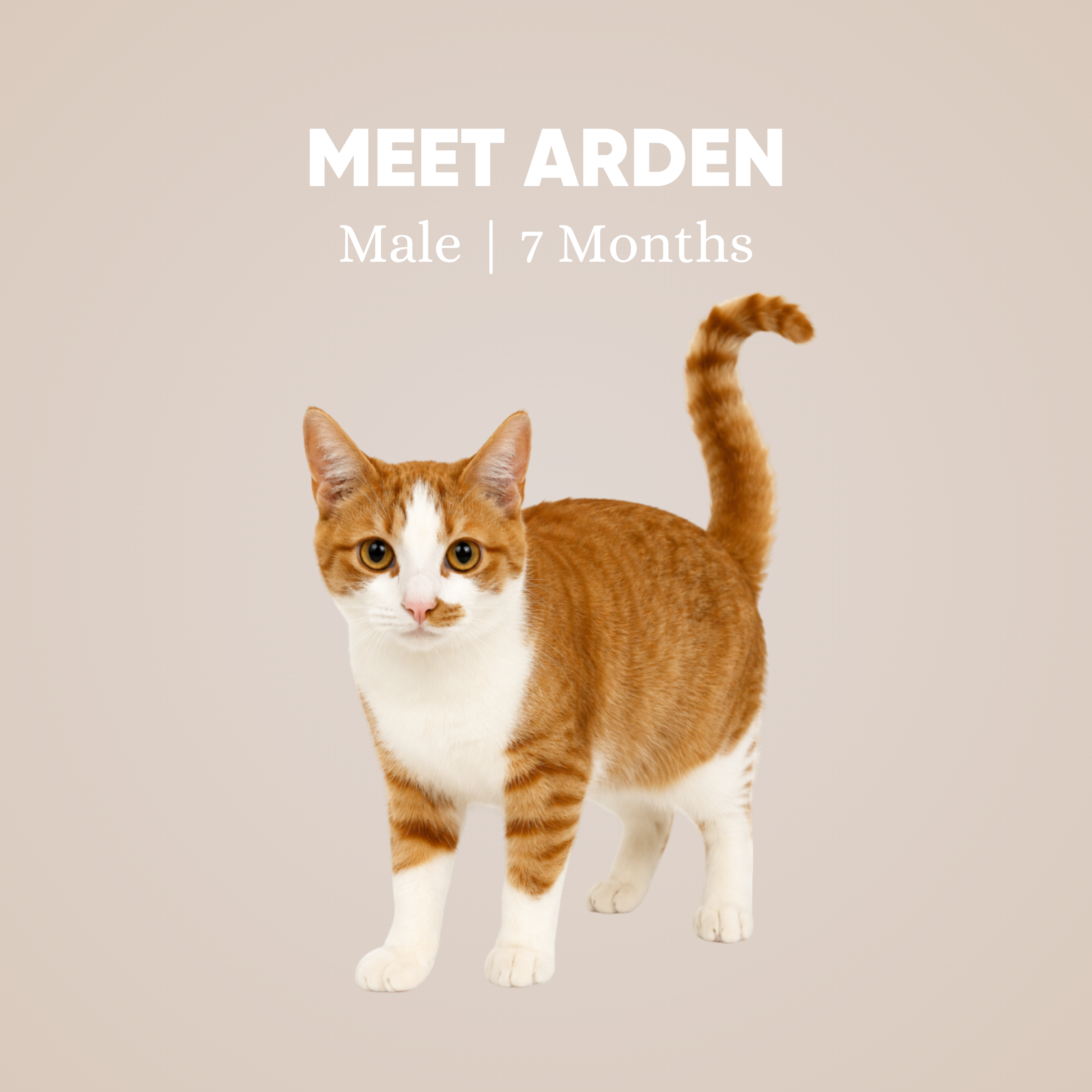 Arden