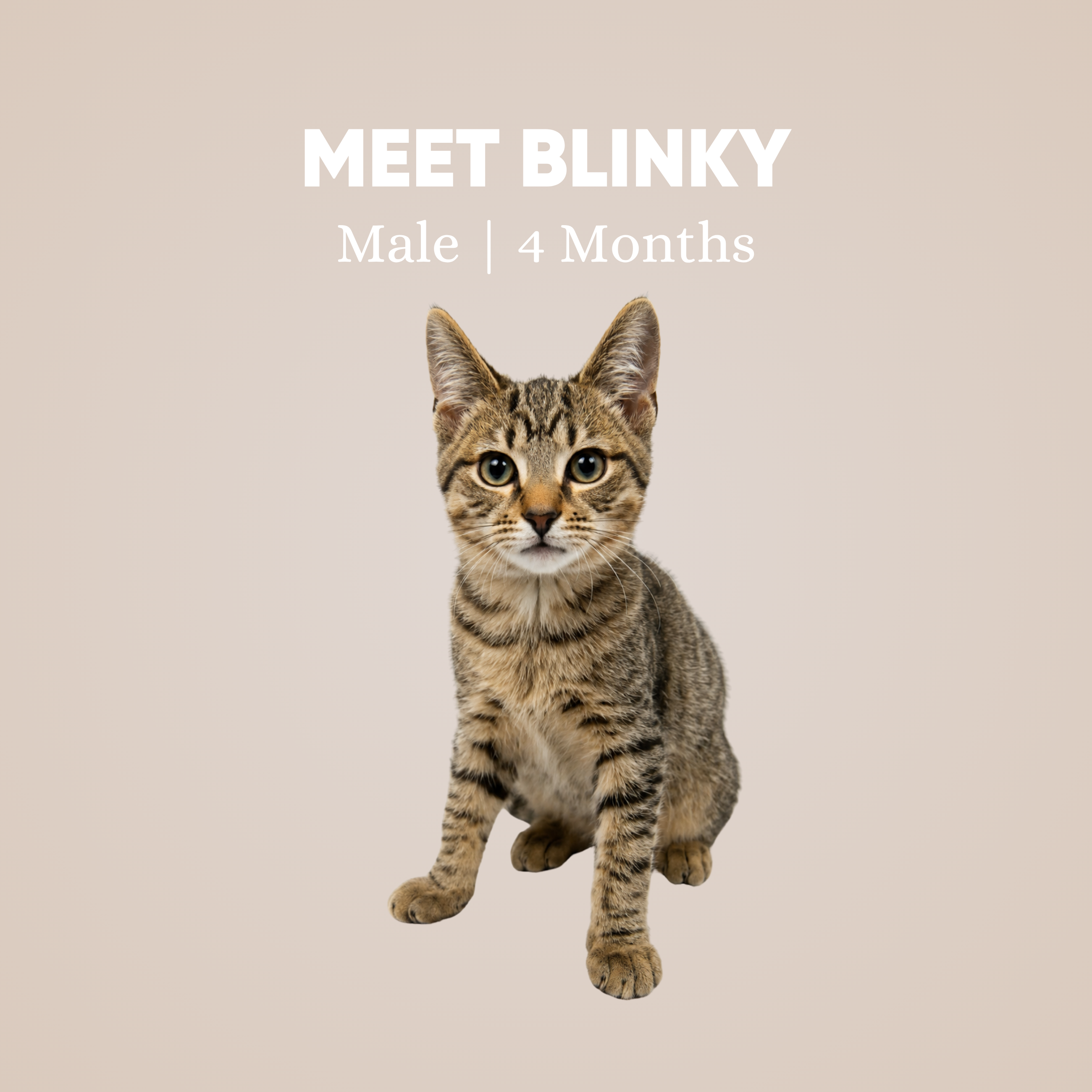 Blinky