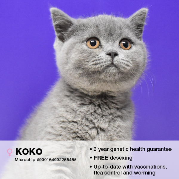 Koko the British Shorthair